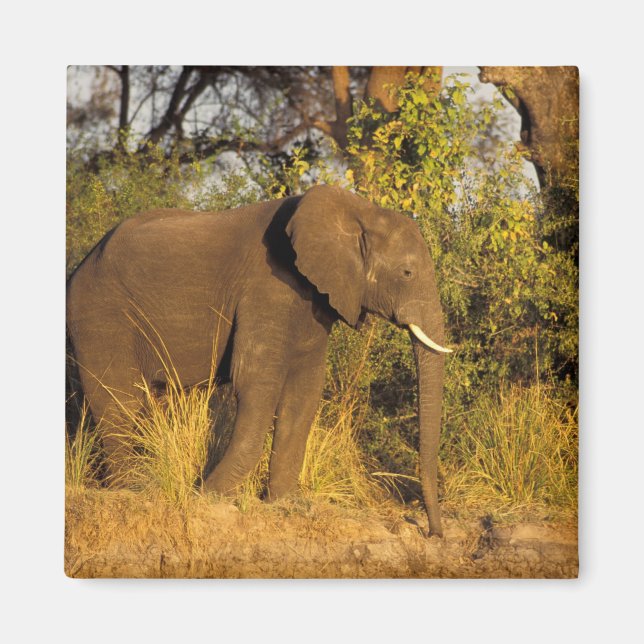 Africa, Zimbabwe, Victoria Falls National Park. Magnet (Front)