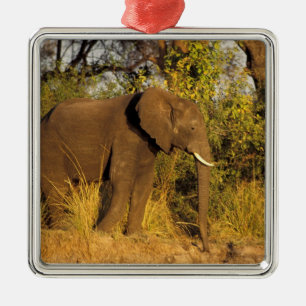 Africa, Zimbabwe, Victoria Falls National Park. Metal Ornament