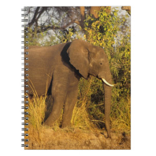 Africa, Zimbabwe, Victoria Falls National Park. Notebook