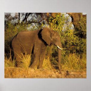Africa, Zimbabwe, Victoria Falls National Park. Poster