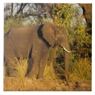 Africa, Zimbabwe, Victoria Falls National Park. Tile