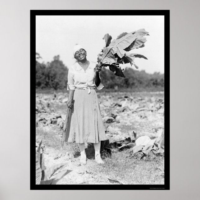 African America Woman with Tobacco 1912 Poster (Front)