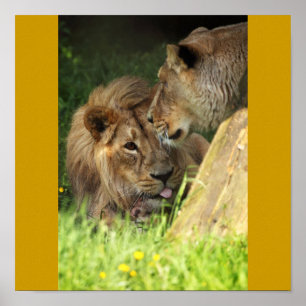 African Animals Loveable Lion Pair Poster