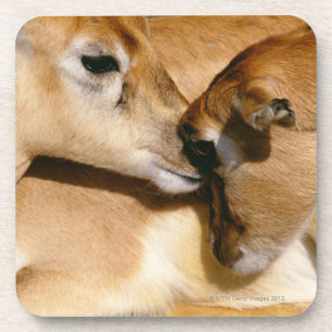 African antelope and fawn coaster