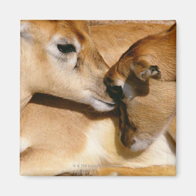 African antelope and fawn magnet (Front)
