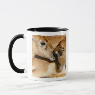 African antelope and fawn mug
