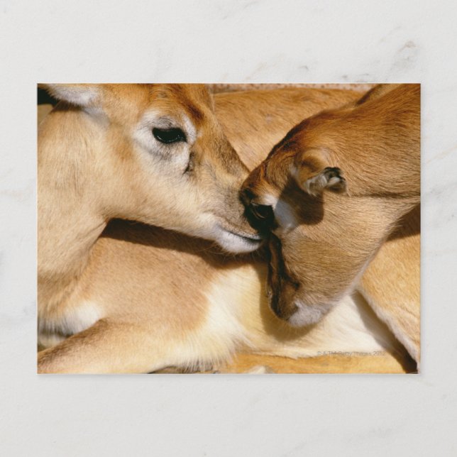 African antelope and fawn postcard (Front)
