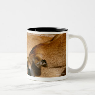 African antelope and fawn Two-Tone coffee mug