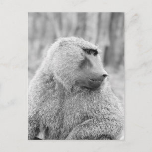 African baboon postcard