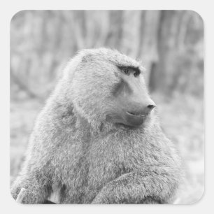 African baboon square sticker
