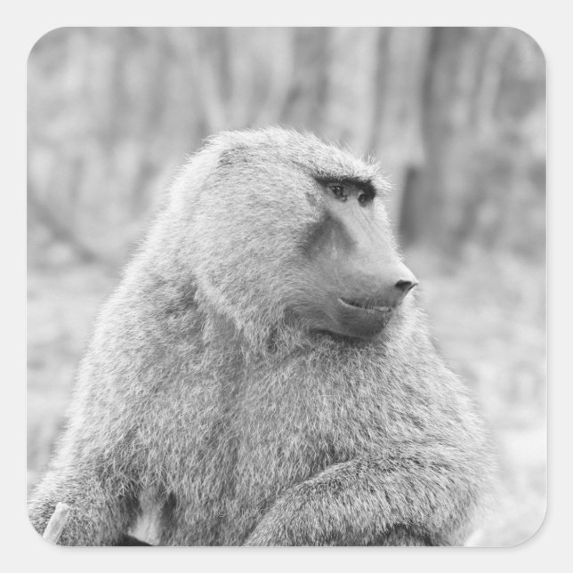 African baboon square sticker (Front)