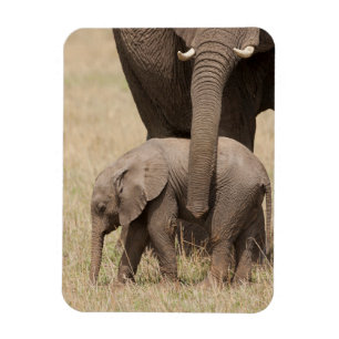 African Baby Elephant with Mother Magnet
