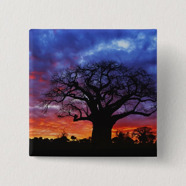 African baobab tree, Adansonia digitata, 2 15 Cm Square Badge (Front)