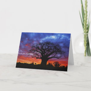 African baobab tree, Adansonia digitata, 2 Card