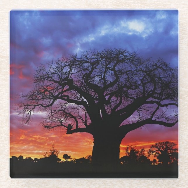 African baobab tree, Adansonia digitata 2 Glass Coaster (Front)