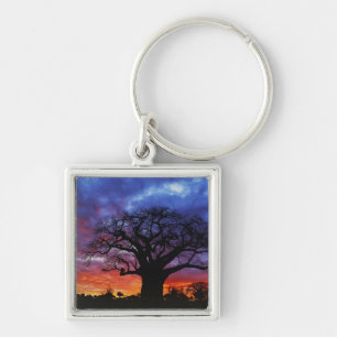 African baobab tree, Adansonia digitata, 2 Key Ring
