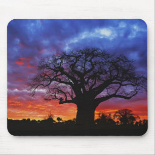 African baobab tree, Adansonia digitata, 2 Mouse Pad