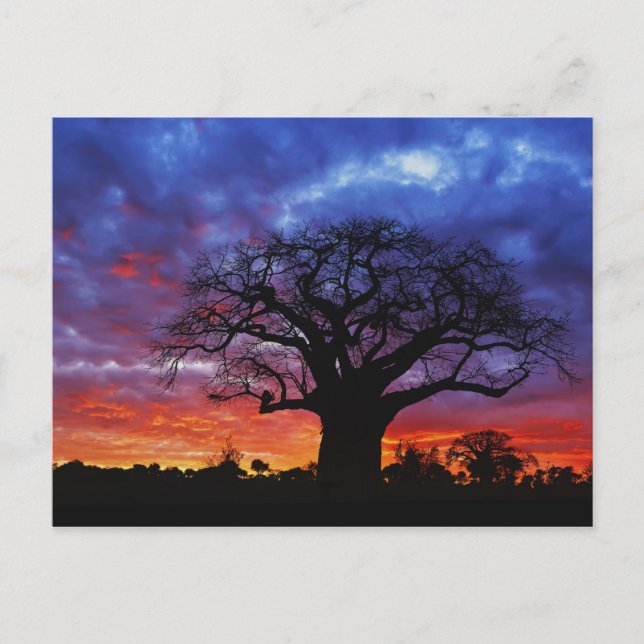 African baobab tree, Adansonia digitata, 2 Postcard (Front)