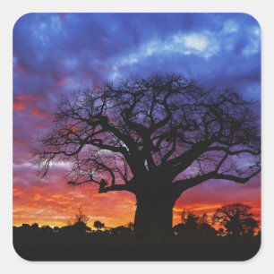 African baobab tree, Adansonia digitata, 2 Square Sticker