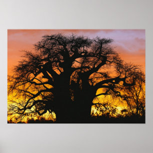 African baobab tree, Adansonia digitata, Poster