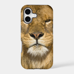 African Barbary Lion, Panthera leo leo, one of