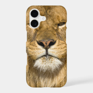 African Barbary Lion, Panthera leo leo, one of
