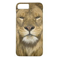 African Barbary Lion, Panthera leo leo, one of