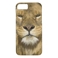 African Barbary Lion, Panthera leo leo, one of