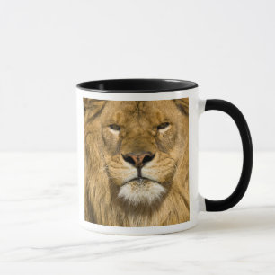 African Barbary Lion, Panthera leo leo, one of Mug