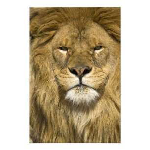 African Barbary Lion, Panthera leo leo, one of Photo Print