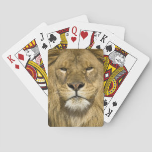 African Barbary Lion, Panthera leo leo, one of Playing Cards
