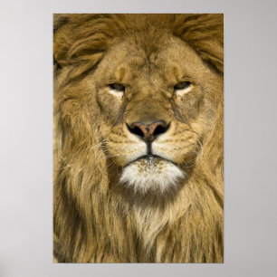 African Barbary Lion, Panthera leo leo, one of Poster
