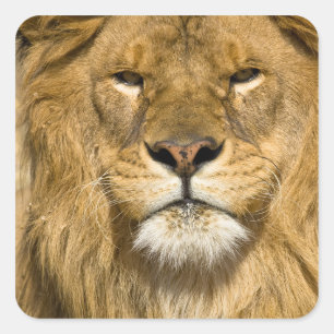African Barbary Lion, Panthera leo leo, one of Square Sticker