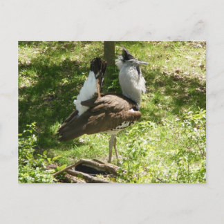 African Birds: Kori Bustard Postcard