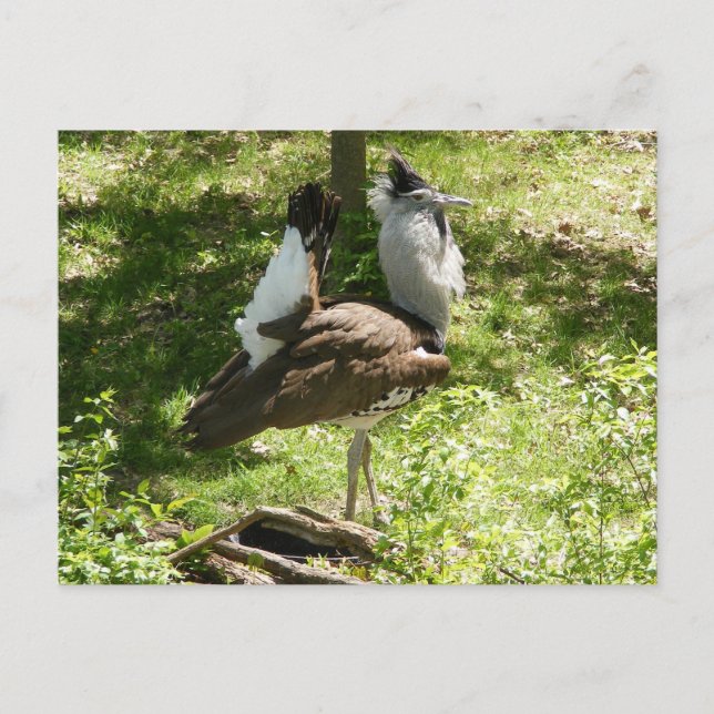 African Birds: Kori Bustard Postcard (Front)