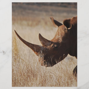 African black rhino with big horns