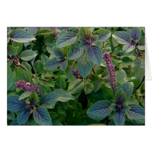 African Blue Basil