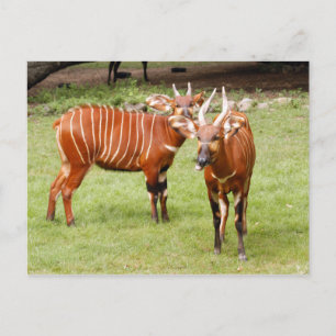 african bongo 3 postcard