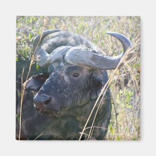 African buffalo magnet