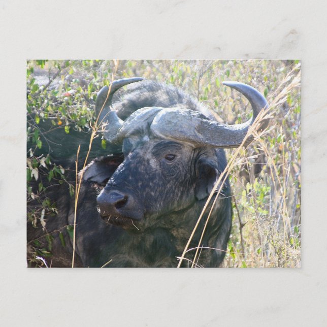 African buffalo postcard (Front)
