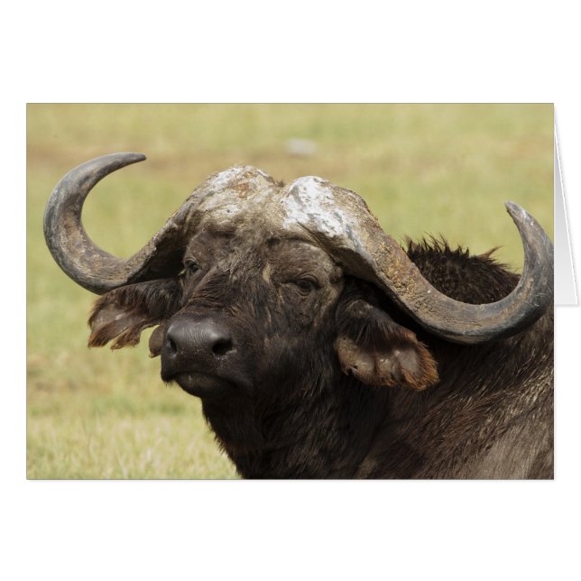 African Buffalo, Syncerus caffer (Front Horizontal)