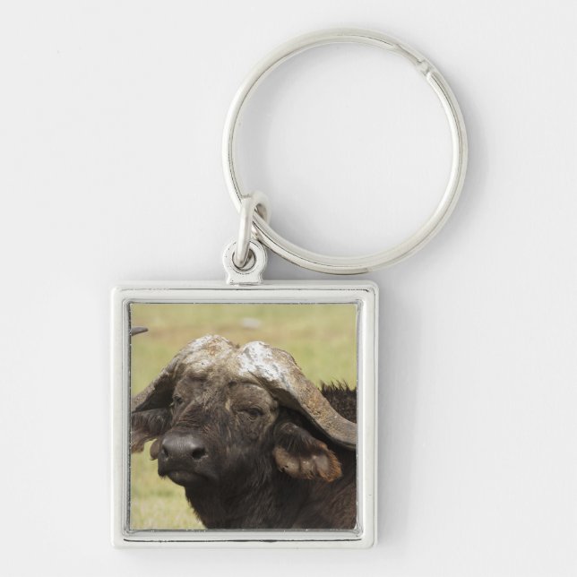 African Buffalo, Syncerus caffer Key Ring (Front)
