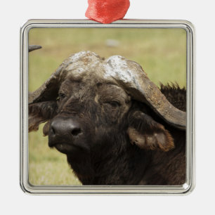 African Buffalo, Syncerus caffer Metal Ornament