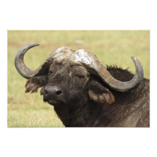 African Buffalo, Syncerus caffer Photo Print