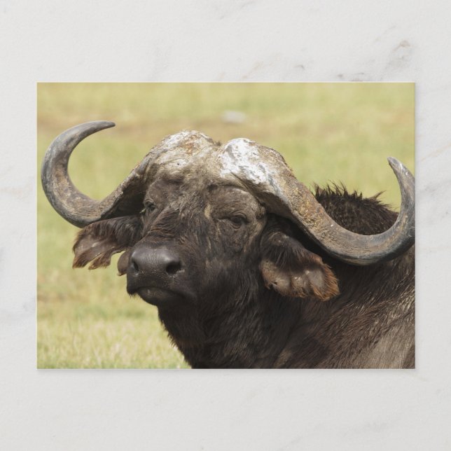 African Buffalo, Syncerus caffer Postcard (Front)