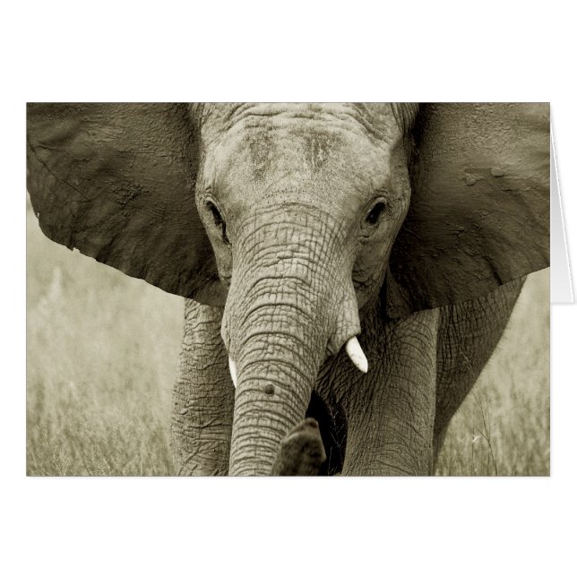 African Bull Elephant card (customise) (Front Horizontal)
