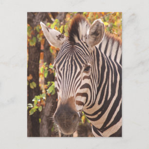 African Burchell's zebra with stripes in bushveld Holiday Postcard