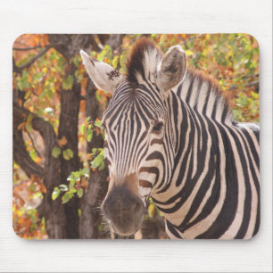 African Burchell's zebra with stripes in bushveld Mouse Pad