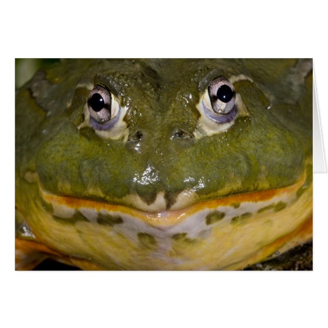 African Burrowing Bullfrog, Pyxicephalus (Front Horizontal)