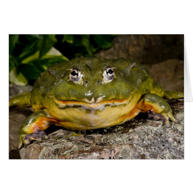 African Burrowing Bullfrog, Pyxicephalus (Front Horizontal)